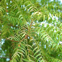 Neem extract 